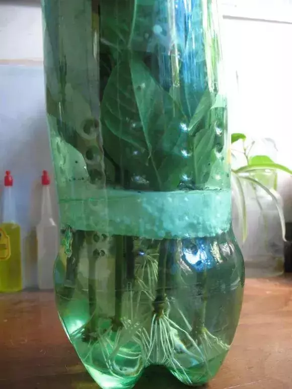 塑料瓶里裝點水,能插20種花,生根不用愁,新手一學就會!