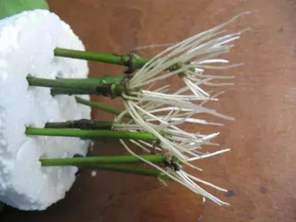 塑料瓶里裝點水,能插20種花,生根不用愁,新手一學就會!
