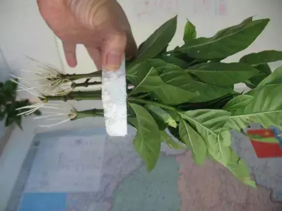 塑料瓶里裝點水,能插20種花,生根不用愁,新手一學就會!