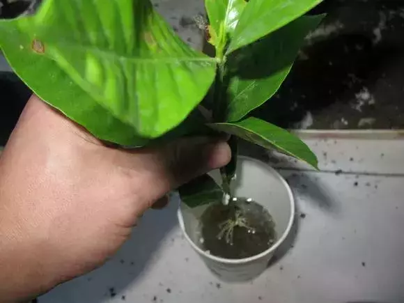 塑料瓶里裝點水,能插20種花,生根不用愁,新手一學就會!