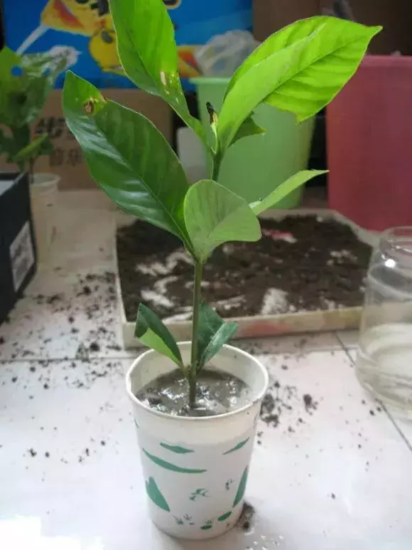塑料瓶里裝點水,能插20種花,生根不用愁,新手一學就會!