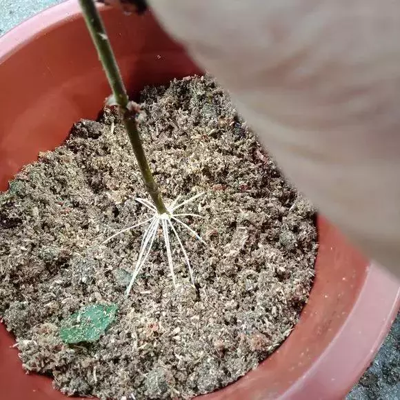 塑料瓶里裝點水,能插20種花,生根不用愁,新手一學就會!