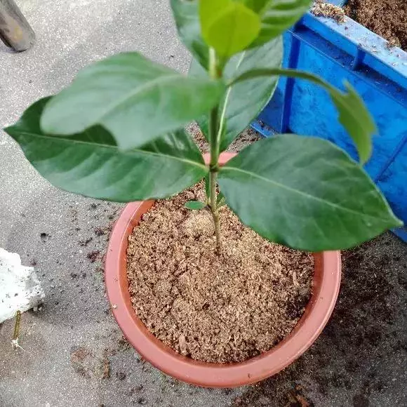 塑料瓶里裝點水,能插20種花,生根不用愁,新手一學就會!