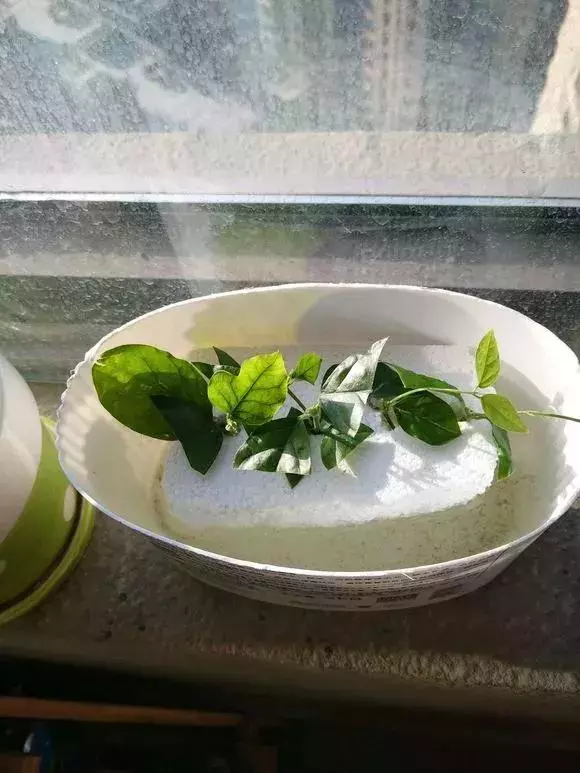 塑料瓶里裝點水,能插20種花,生根不用愁,新手一學就會!