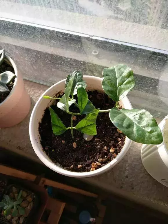 塑料瓶里裝點水,能插20種花,生根不用愁,新手一學就會!