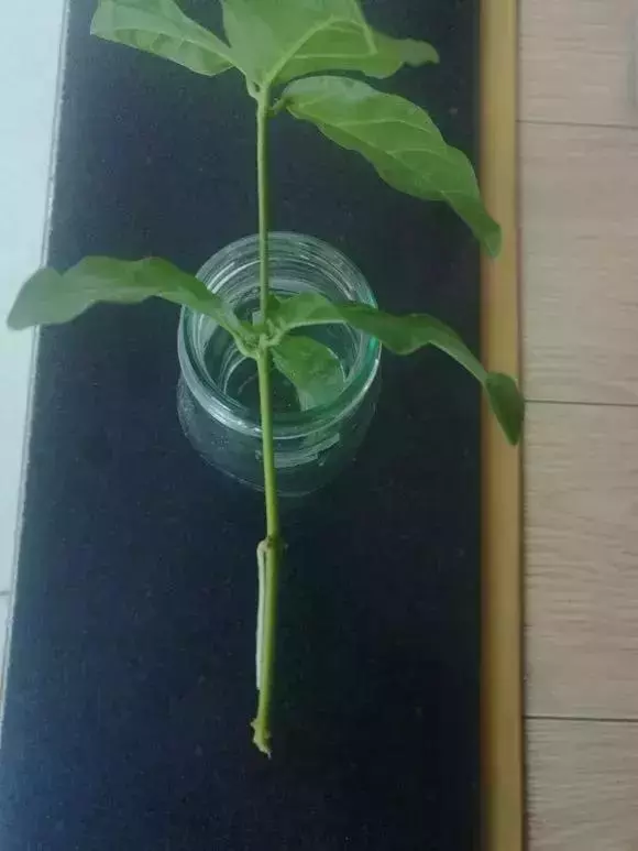 塑料瓶里裝點水,能插20種花,生根不用愁,新手一學就會!