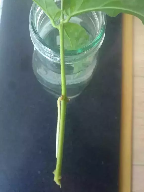 塑料瓶里裝點水,能插20種花,生根不用愁,新手一學就會!