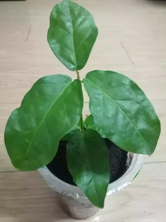 塑料瓶里裝點水,能插20種花,生根不用愁,新手一學就會!