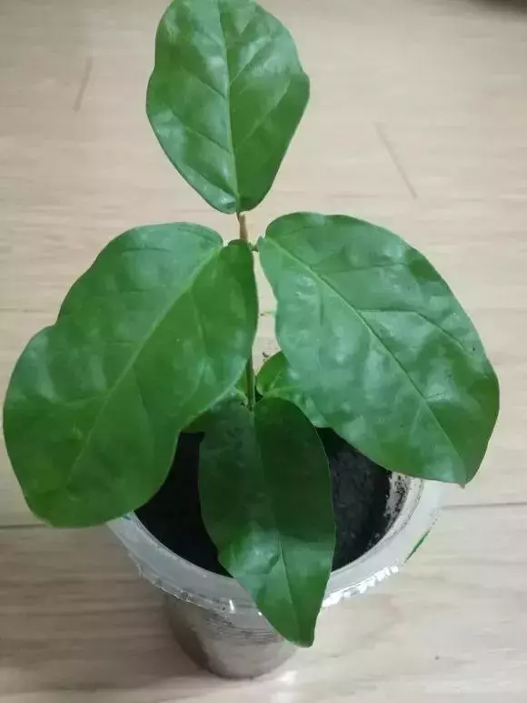 塑料瓶里裝點水,能插20種花,生根不用愁,新手一學就會!