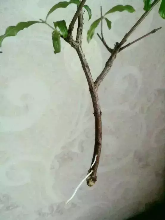 塑料瓶里裝點水,能插20種花,生根不用愁,新手一學就會!