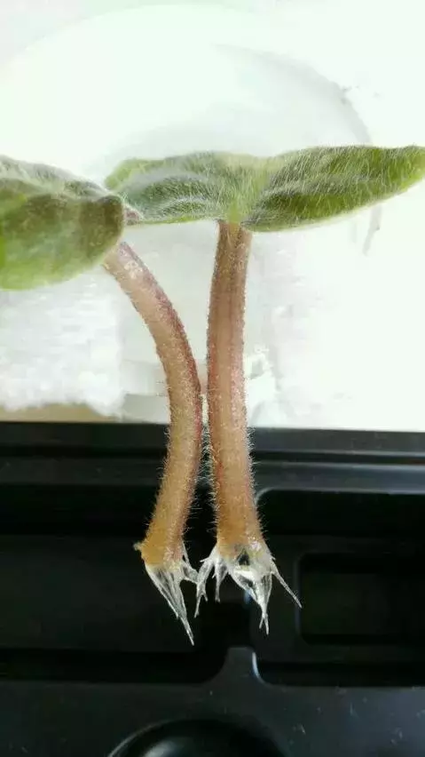 塑料瓶里裝點水,能插20種花,生根不用愁,新手一學就會!