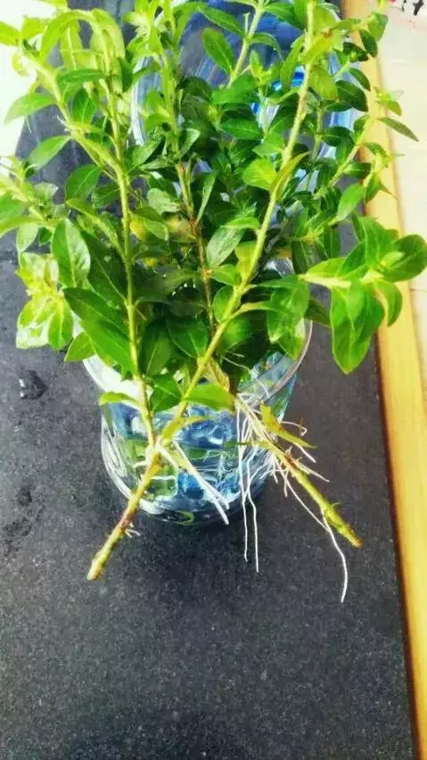 塑料瓶里裝點水,能插20種花,生根不用愁,新手一學就會!