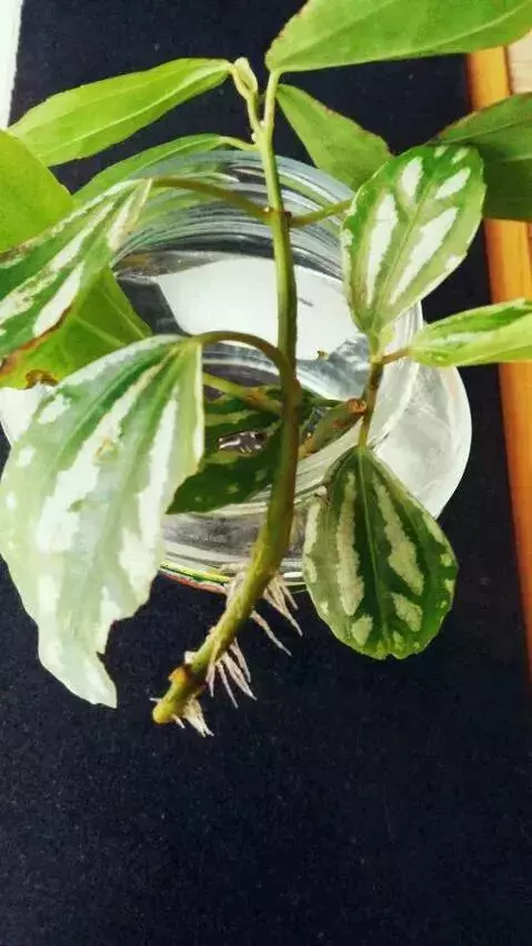 塑料瓶里裝點水,能插20種花,生根不用愁,新手一學就會!