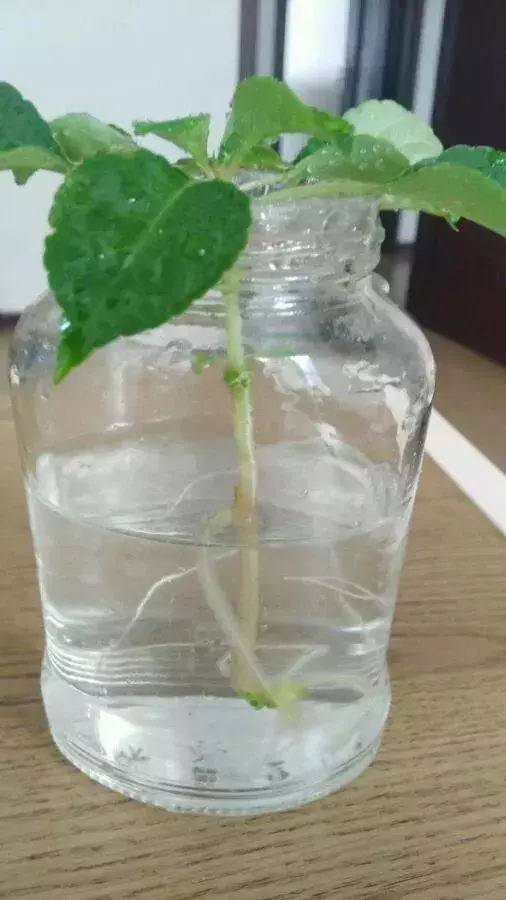 塑料瓶里裝點水,能插20種花,生根不用愁,新手一學就會!