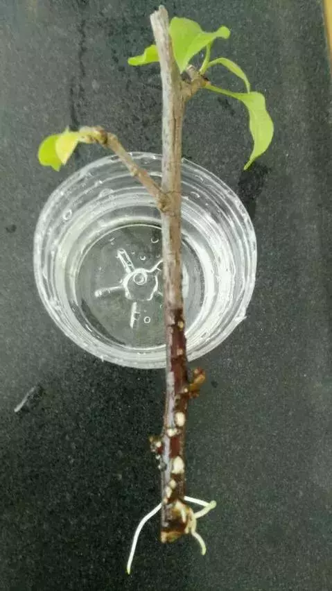 塑料瓶里裝點水,能插20種花,生根不用愁,新手一學就會!