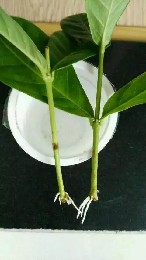 塑料瓶里裝點水,能插20種花,生根不用愁,新手一學就會!