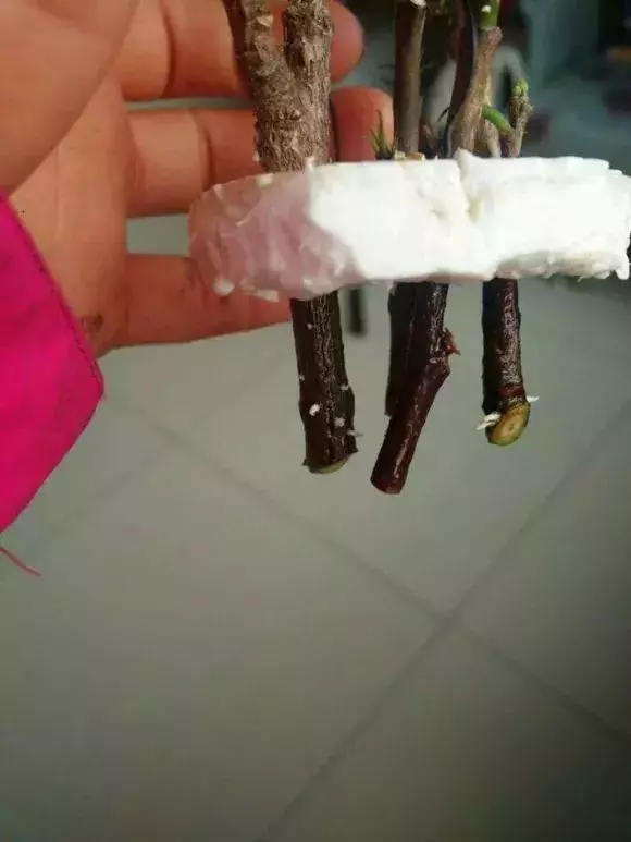 塑料瓶里裝點水,能插20種花,生根不用愁,新手一學就會!