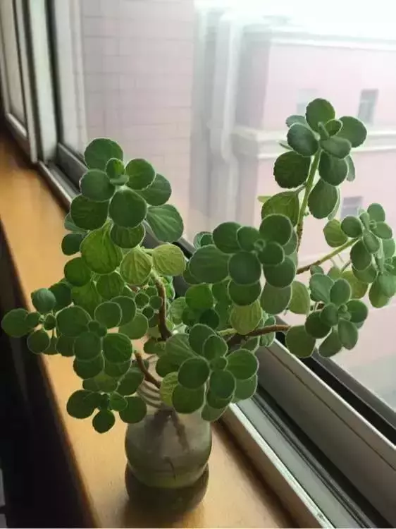 塑料瓶里裝點水,能插20種花,生根不用愁,新手一學就會!