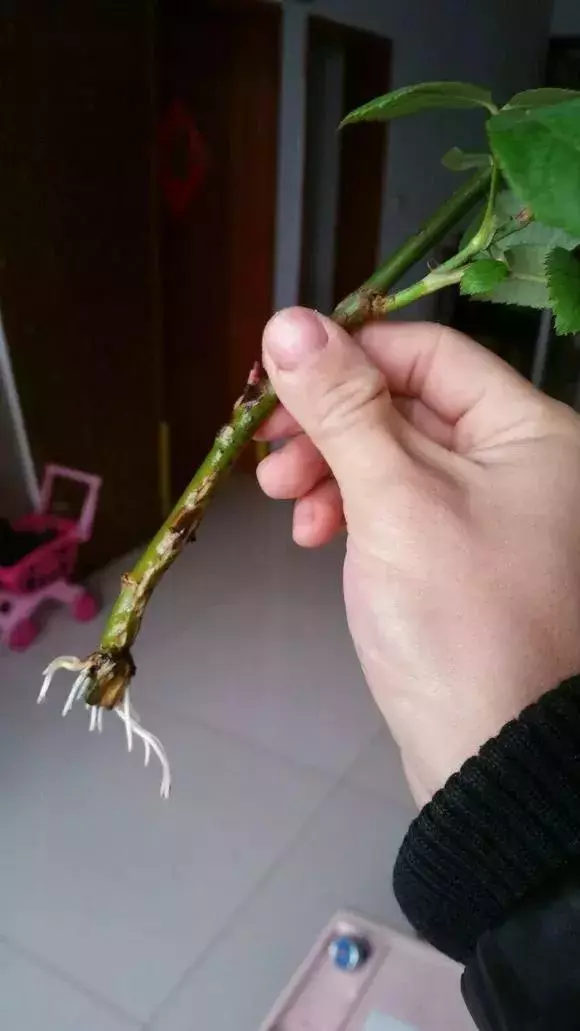 塑料瓶里裝點水,能插20種花,生根不用愁,新手一學就會!