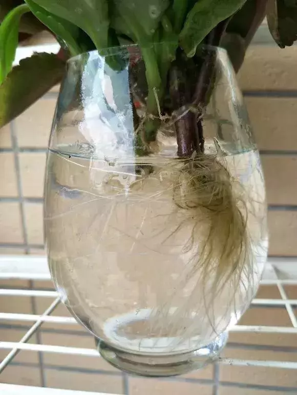 塑料瓶里裝點水,能插20種花,生根不用愁,新手一學就會!