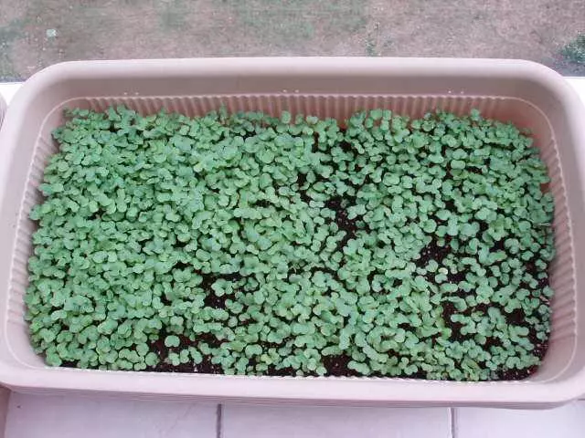 一顆草莓變成一盆草莓?原來是這麼做的,好簡單!