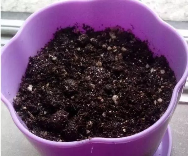 一顆草莓變成一盆草莓?原來是這麼做的,好簡單!