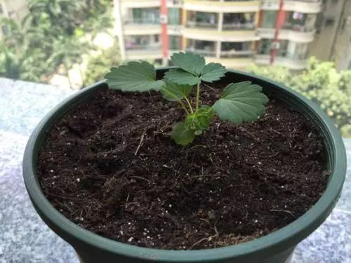 一顆草莓變成一盆草莓?原來是這麼做的,好簡單!