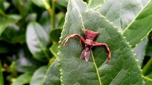 兩千公尺高山種茶 他驚見「外星生物