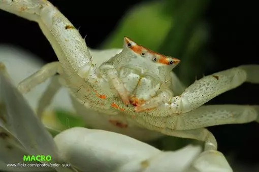 兩千公尺高山種茶 他驚見「外星生物