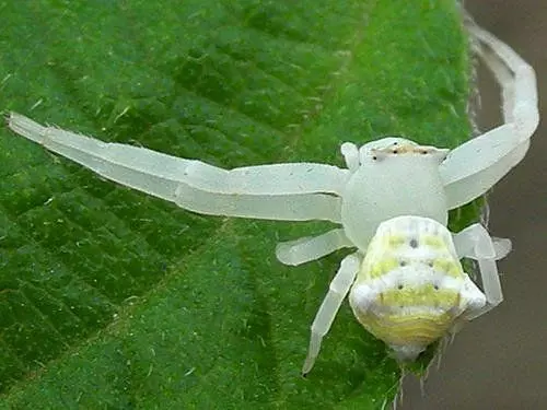 兩千公尺高山種茶 他驚見「外星生物