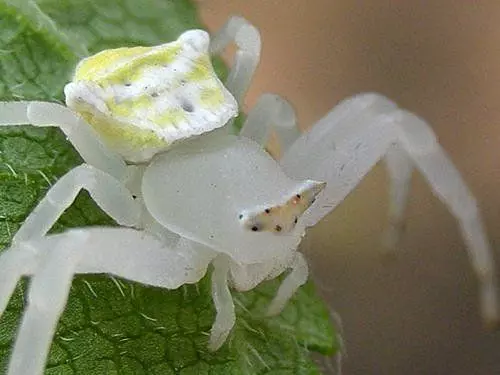 兩千公尺高山種茶 他驚見「外星生物