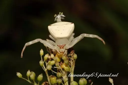兩千公尺高山種茶 他驚見「外星生物