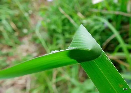 兩千公尺高山種茶 他驚見「外星生物