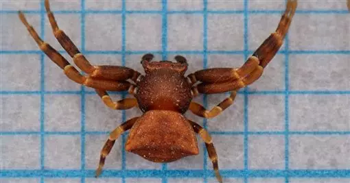 兩千公尺高山種茶 他驚見「外星生物