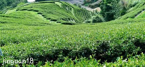 兩千公尺高山種茶 他驚見「外星生物