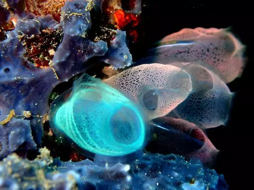 詭異海洋生物「海鞘」 成年後「吃掉」自己大腦!