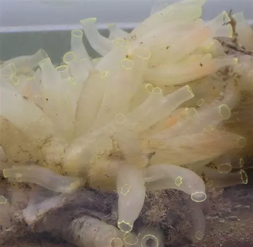 詭異海洋生物「海鞘」 成年後「吃掉」自己大腦!