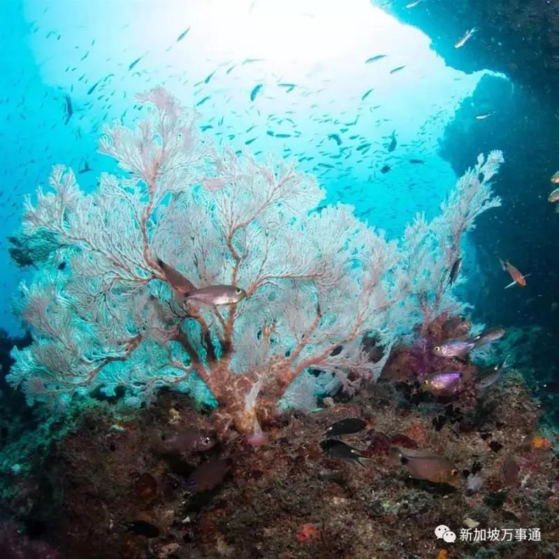 新加坡旁的這座神仙海島,99.9%的人看完後都會立馬動身