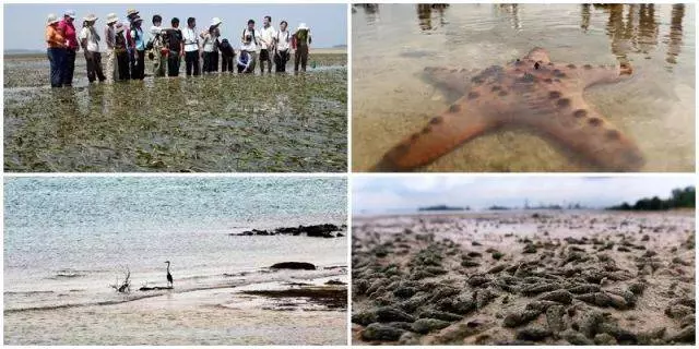 禁收洋垃圾後,全世界都在「圍攻"中國!而新加坡垃圾島竟成熱門旅遊景點?