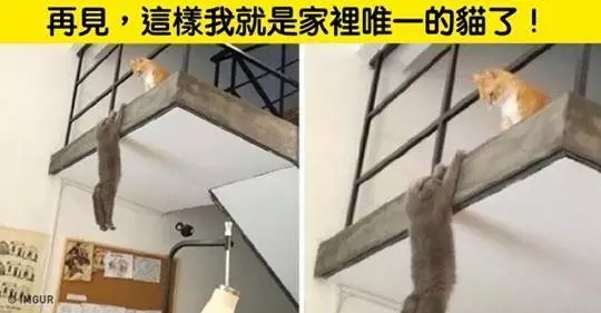 23隻動物們的逗趣照片,一起來來看看牠們到底可以可愛到什麼程度吧!