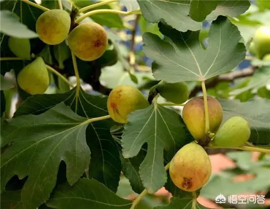 盆栽的無花果,栽種兩年了,為什麼還是不結果?
