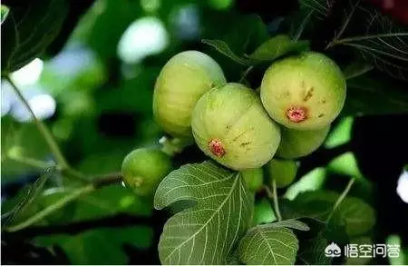 盆栽的無花果,栽種兩年了,為什麼還是不結果?