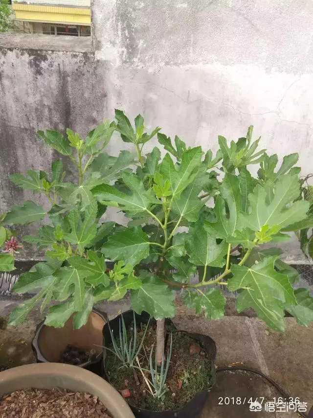 盆栽的無花果,栽種兩年了,為什麼還是不結果?