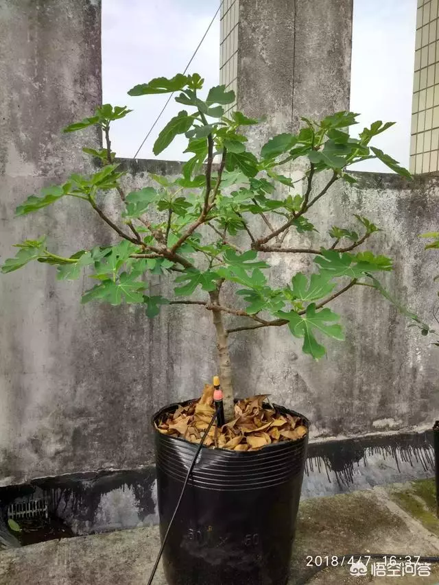 盆栽的無花果,栽種兩年了,為什麼還是不結果?