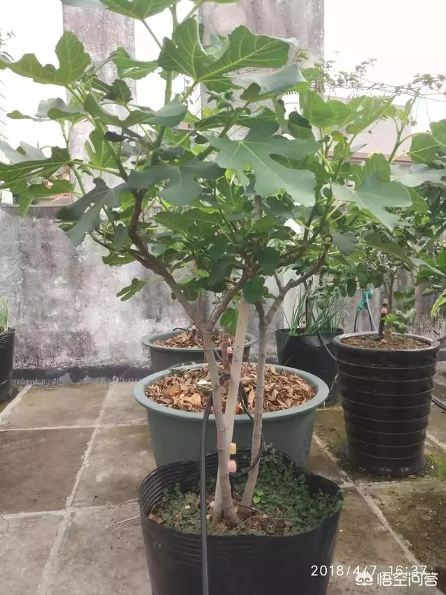 盆栽的無花果,栽種兩年了,為什麼還是不結果?