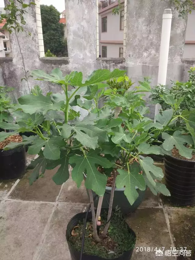 盆栽的無花果,栽種兩年了,為什麼還是不結果?