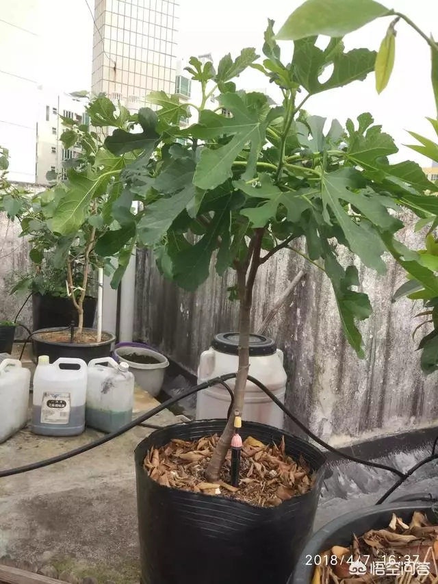 盆栽的無花果,栽種兩年了,為什麼還是不結果?