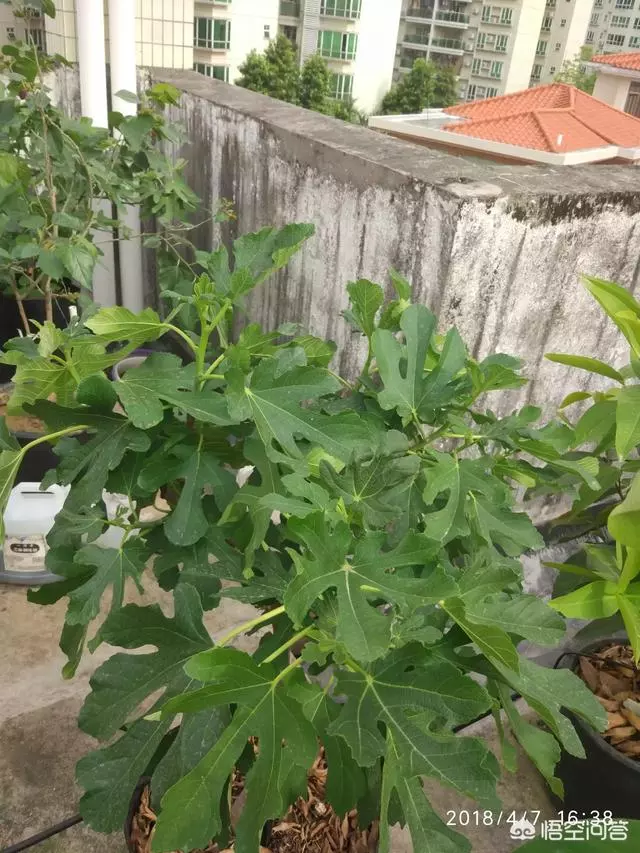 盆栽的無花果,栽種兩年了,為什麼還是不結果?