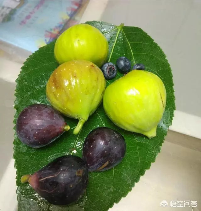 盆栽的無花果,栽種兩年了,為什麼還是不結果?