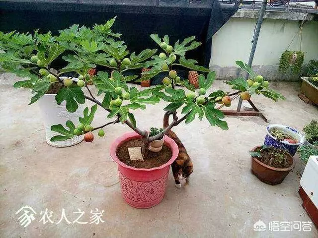 盆栽的無花果,栽種兩年了,為什麼還是不結果?